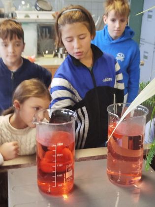 Fotografie img-20241211-wa0020_original.jpg