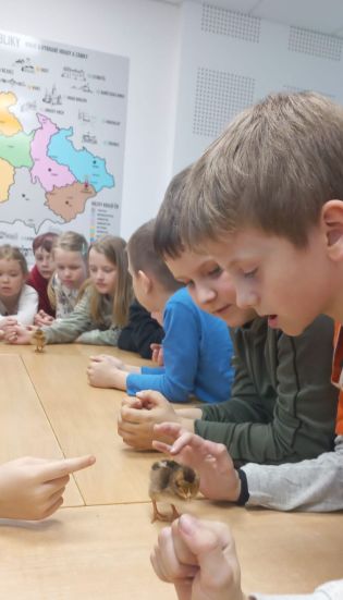 Fotografie img-20250401-wa0001_original.jpg