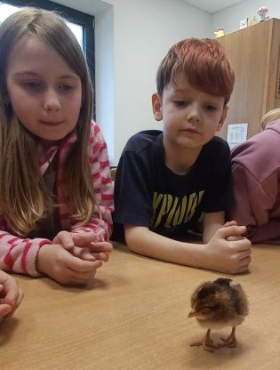 Fotografie img-20250401-wa0019_original.jpg