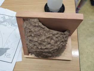 Fotografie img-20250404-wa0069_original.jpg