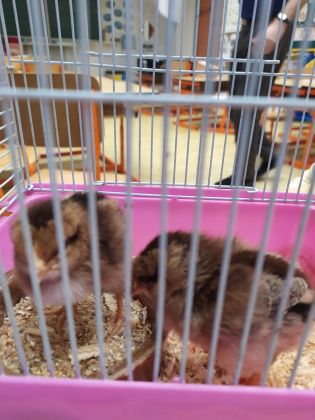 Fotografie img-20250404-wa0074_original.jpg