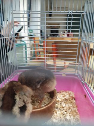 Fotografie img-20250404-wa0080_original.jpg