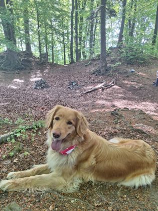 Fotografie img-20250509-wa0013_original.jpg