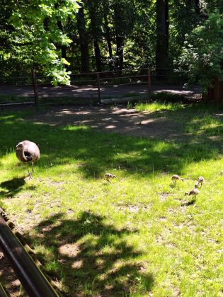 Fotografie img-20250525-wa0020_original.jpg