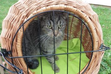 Fotografie 1570440825069_original.jpg