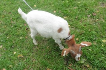 Fotografie 1570440953835_original.jpg