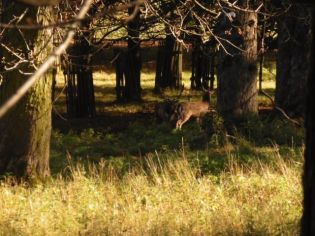 Fotografie 1571376508024_original.jpg