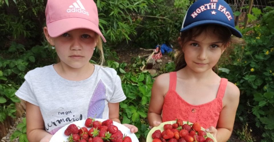 Družinové jahodobraní