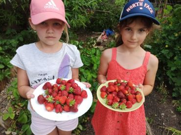 Foto k aktualitě Družinové jahodobraní