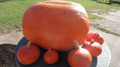 Fotografie 1572428156503_original.jpg