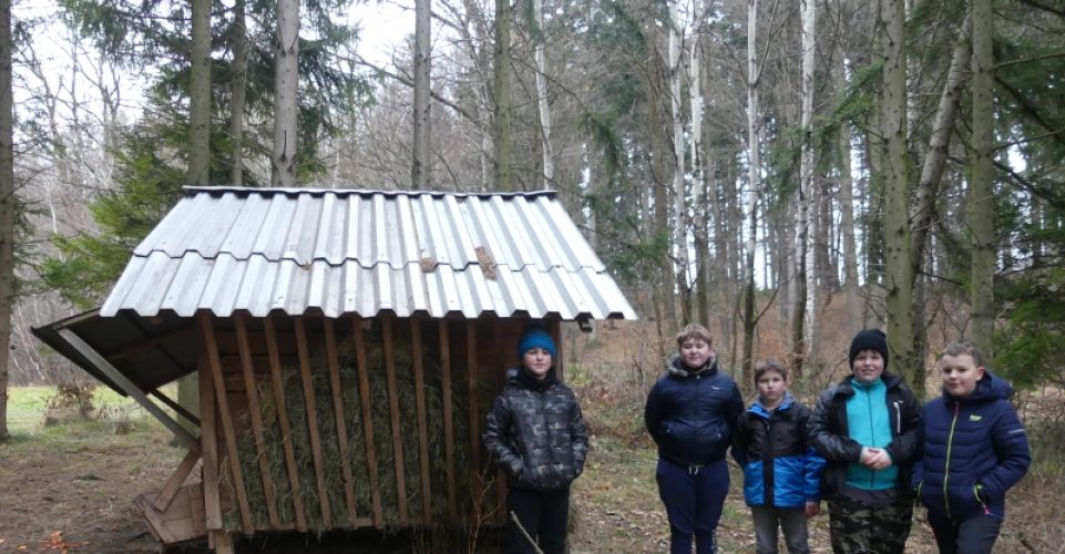 Krmení lesní zvěře