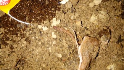 Fotografie 1590731664609_original.jpg