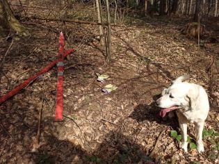 Fotografie 1617020013103_original.jpg