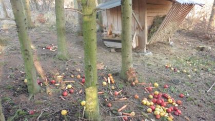 Fotografie 1576839286288_original.jpg