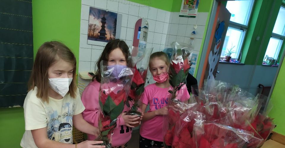 Prodej Vánočních hvězd