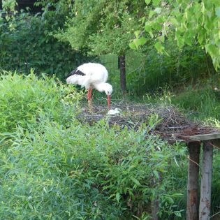 Fotografie p1170347_1_original.jpg