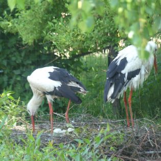 Fotografie p1170352_1_original.jpg