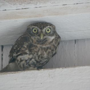 Fotografie p1170383_1_original.jpg