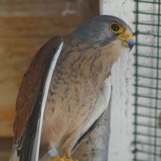 Fotografie p1170386_1_original.jpg