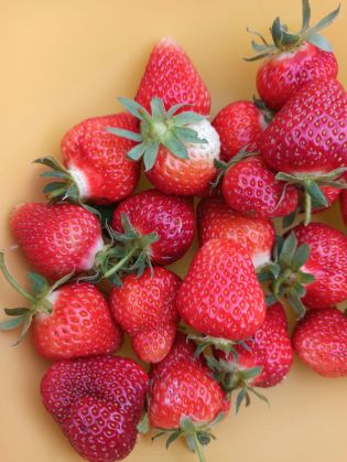 Fotografie 1654598685833_1_original.jpg