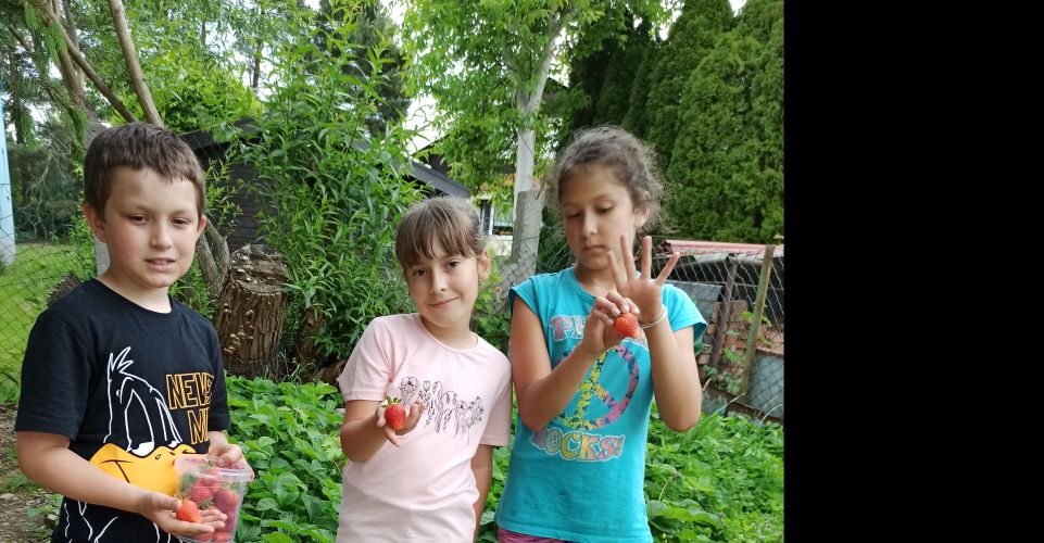 První zralé jahody, sázení cibule a úroda na bylinkové zahrádce v družině