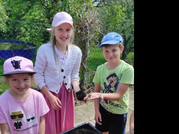 Foto k aktualitě Sázení jahod