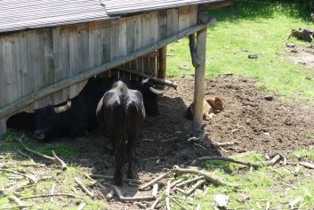 Fotografie p1180930_original.jpg