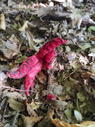 Fotografie img_20230913_091611_original.jpg