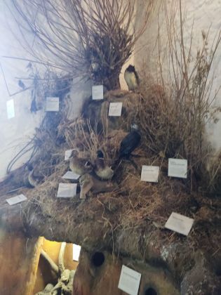 Fotografie img-20240131-wa0011_original.jpg