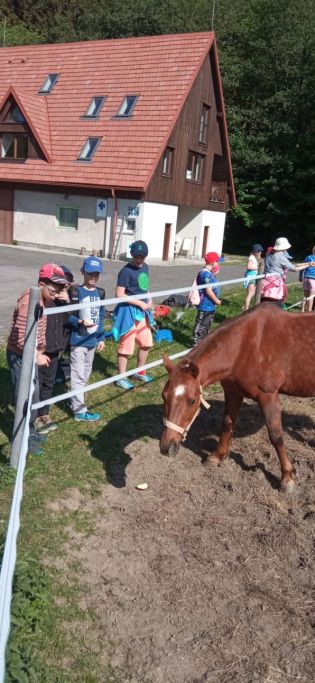 Fotografie img-20240514-wa0004_original.jpg