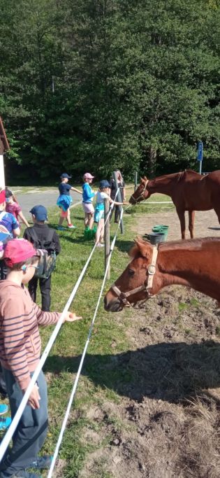 Fotografie img-20240514-wa0008_original.jpg