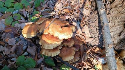 Fotografie img-20251112-wa0016_original.jpg