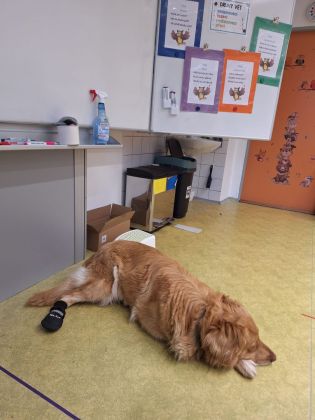 Fotografie img-20251211-wa0053_original.jpg